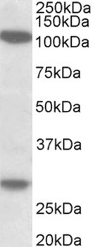 ARF4 Antibody