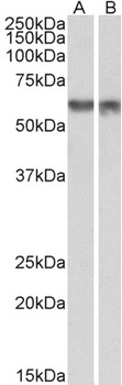 Syt5 Antibody