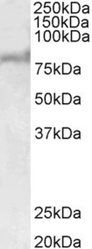 RIF1 Antibody