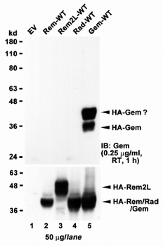 KCNIP3 Antibody