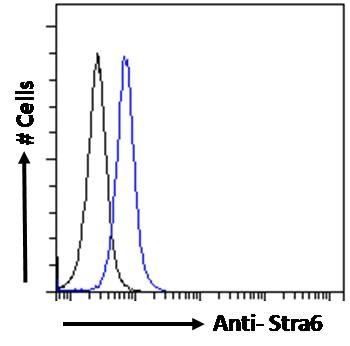 Trp63 Antibody