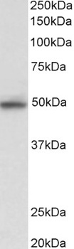 Ptgds Antibody