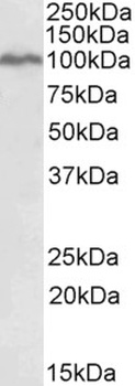 MAPK9 Antibody