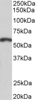 PI15 Antibody