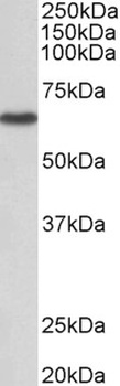 ARPC1A Antibody