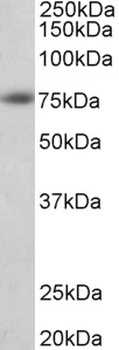 HDAC1 Antibody