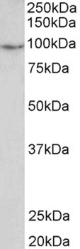 HDAC1 Antibody