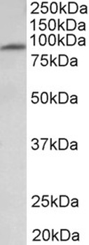HDAC1 Antibody