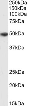 DBH Antibody