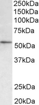 APP Antibody