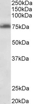 IRF4 Antibody
