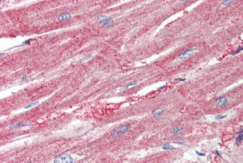 Clu Antibody