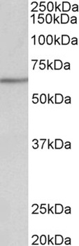UBE2C Antibody