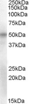 TRIM11 Antibody