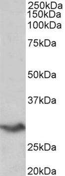 GPR83 Antibody
