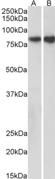 C16orf57 Antibody