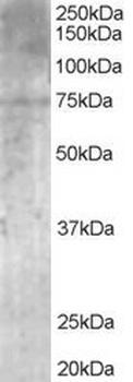 MPP5 Antibody