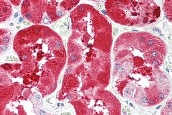 FGFR1 Antibody