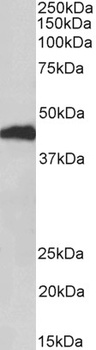 NPR3 Antibody