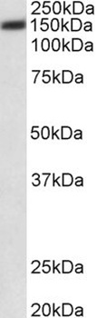 NPR3 Antibody