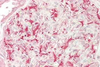 NPR3 Antibody