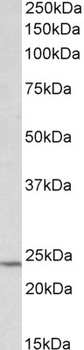 ZNF652 Antibody