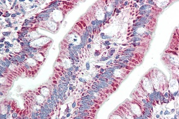 FGF5 Antibody