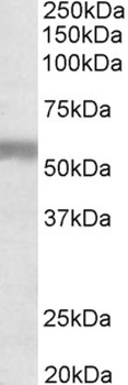 FGF5 Antibody