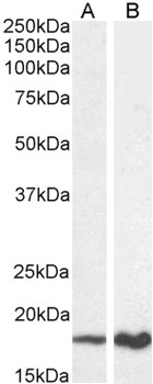 App Antibody