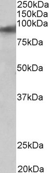 App Antibody