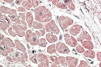 POU3F1 Antibody