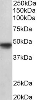 SYNGAP1 Antibody