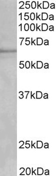 DOC2A Antibody