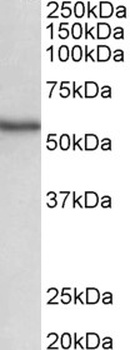 Cyp2d5 Antibody