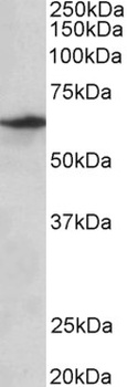 MYO1B Antibody