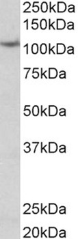 GAD1 Antibody