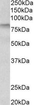 MKRN1 Antibody