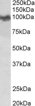 MKRN1 Antibody