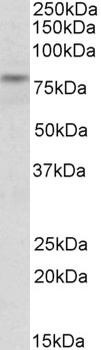 ERO1L Antibody