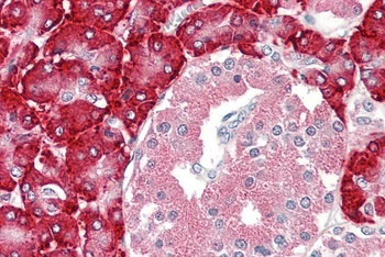 Mboat4 Antibody