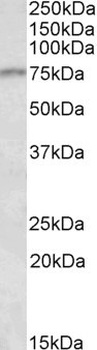 MOB2 Antibody