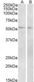 UGT8 Antibody