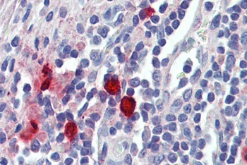 PDXP Antibody