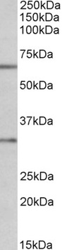 PDXP Antibody