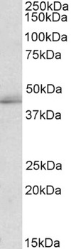 NTN4 Antibody
