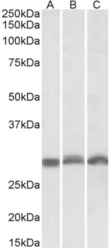 SIGLEC6 Antibody
