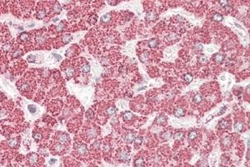 SNAP23 Antibody