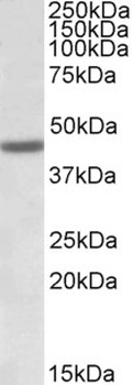 ARHGDIG Antibody