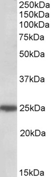 PLN Antibody