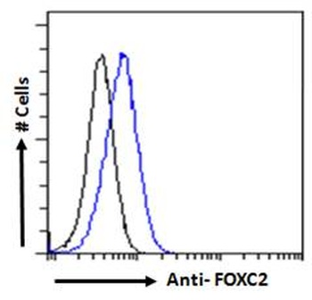 FOXC2 Antibody